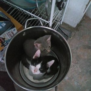 Meet your Posher, Ebony